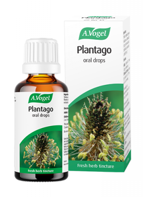 A. Vogel Plantago